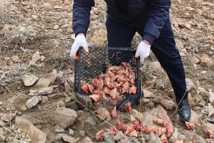 Naxçıvanda çöl heyvanları üçün biotexniki tədbir keçirilib<font color=red> - FOTOLAR</font>