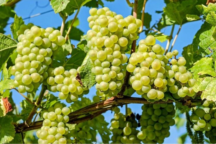 Azərbaycan Pakistana üzüm tədarük etməyə başlayıb