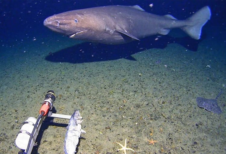 Antarktidada ilk dəfə köpəkbalığı aşkar edilib