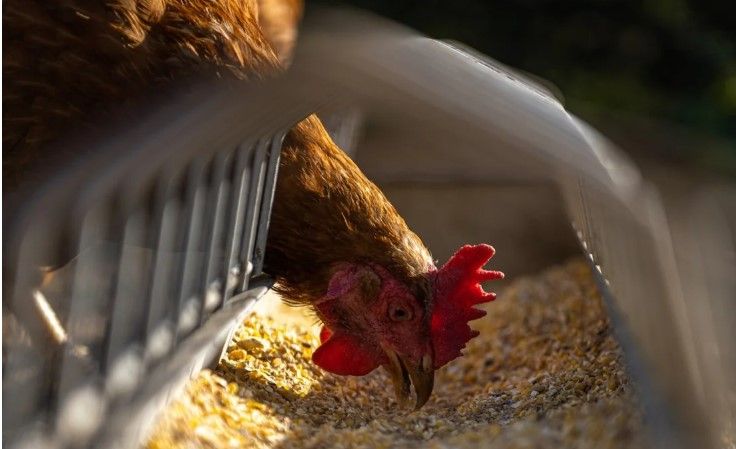 Yaponiyada quş qripi səbəbindən 560 min toyuq məhv ediləcək
