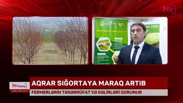 NAXÇIVANDA AQRAR SIĞORTAYA MARAQ ARTIB<font color=red> - VİDEO</font>