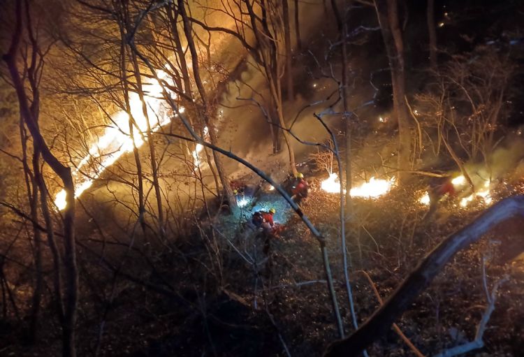 Cənubi Koreyada 234 hektar meşə sahəsi yanıb