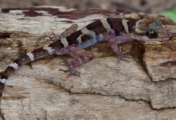 Kambocada yeni kərtənkələ növü aşkar edilib