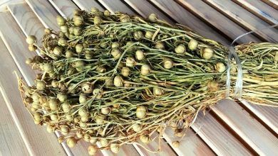 Dövlət Dəniz və Liman Agentliyi üzərliklə bağlı dənizçilərə xəbərdarlıq edib