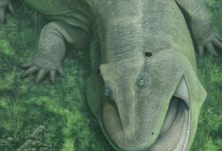 Braziliyada qəribə heyvan izləri tapılıb