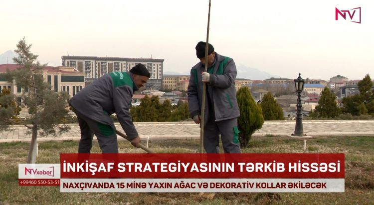  NAXÇIVANDA 15 MİNƏ YAXIN AĞAC VƏ DEKORATİV KOLLAR ƏKİLƏCƏK<font color=red> - VİDEO</font>