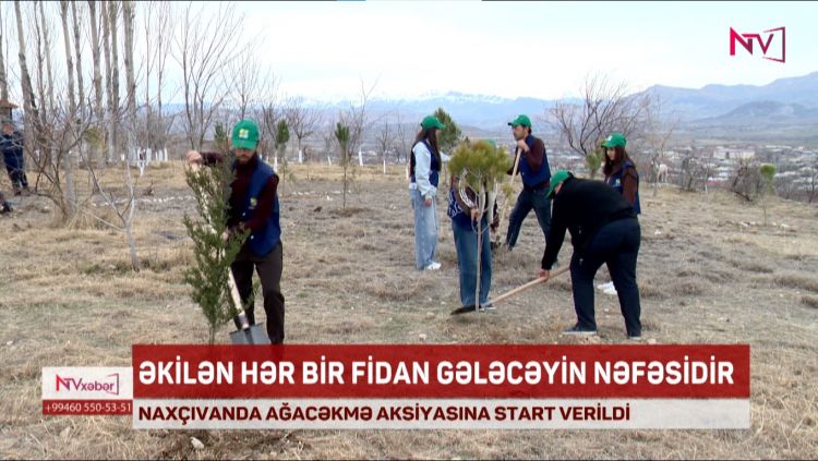 NAXÇIVANDA AĞACƏKMƏ AKSİYASINA BAŞLANILIB<font color=red> - VİDEO</font>