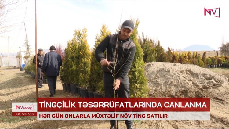 Naxçıvanda ən çox hansı ağacların tingləri satılır?<font color=red> - VİDEO</font>