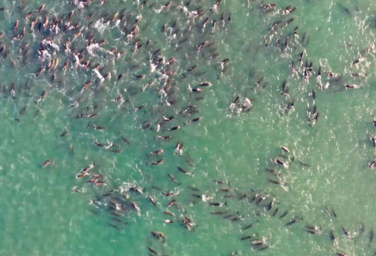 Argentina sahillərində delfinlərin kütləvi ölümünə səbəb kimi balinalar göstərilir