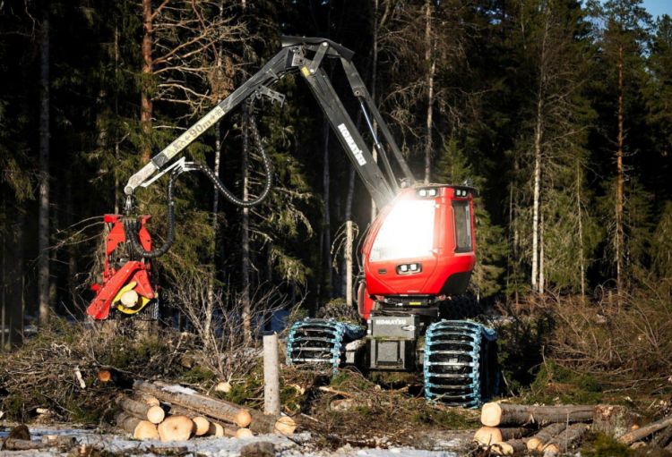 İsveç meşələri 25 ildən sonra yox ola bilər