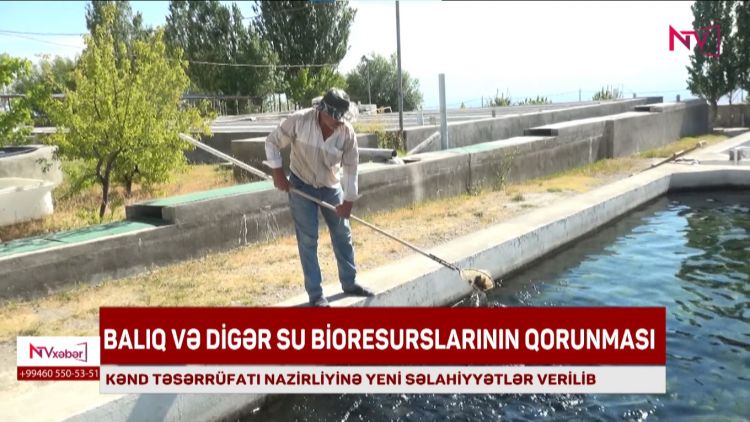 Naxçıvanda balıq və su bioresurslarının qorunması Kənd Təsərrüfatı Nazirliyinə həvalə olunub<font color=red> - VİDEO</font>