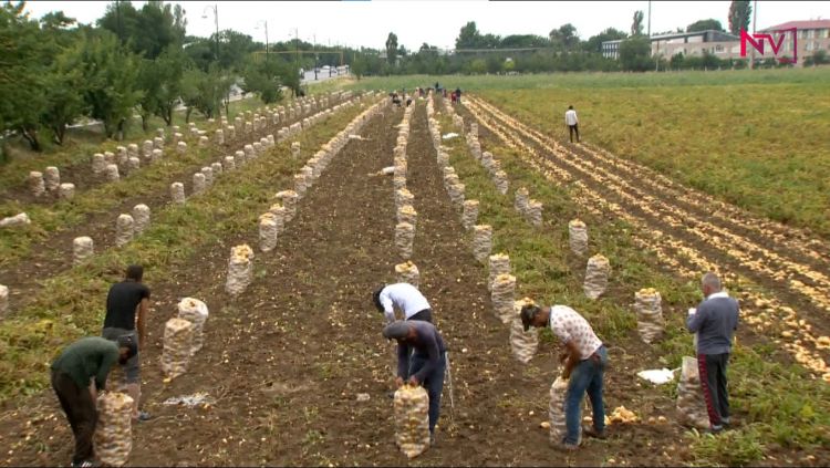 ŞƏRUR RAYONUNDA BU İL 480 HEKTAR ƏRAZİDƏ KARTOF ƏKİLƏCƏK<font color=red> - VİDEO</font>
