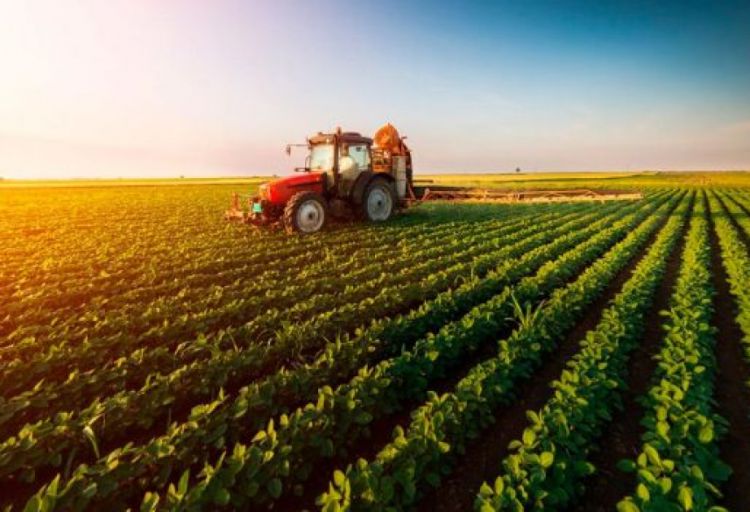 Naxçıvanda kənd təsərrüfatı məhsulu istehsalında artım müşahidə olunur