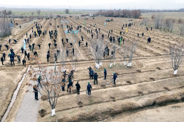 PÜRCUVAR ƏRAZİSİNDƏ 6500-DƏN ARTIQ TİNG ƏKİLİB<font color=red> - VİDEO</font>