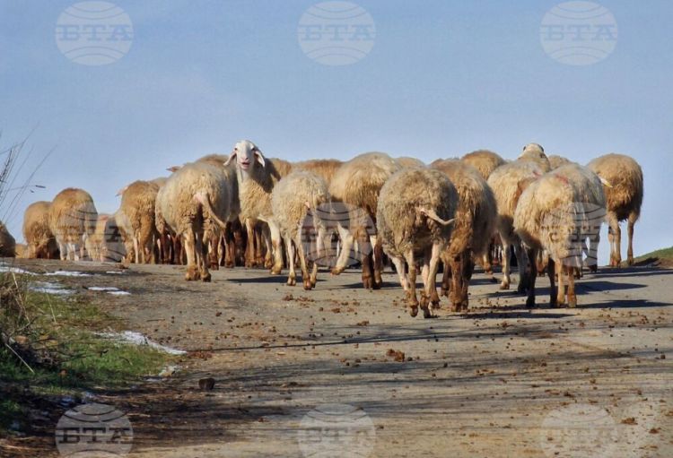 Bolqarıstan sərhədlərində baytarlıq nəzarətini gücləndirib
