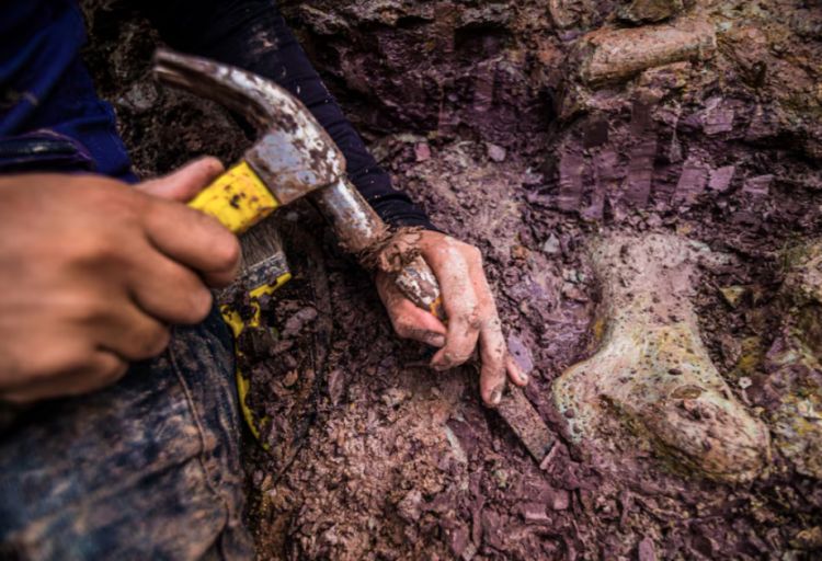 Braziliyada yeni nəhəng dinozavr növünün qalıqları tapılı