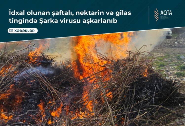 İdxal olunan tinglərdə virus aşkarlanıb