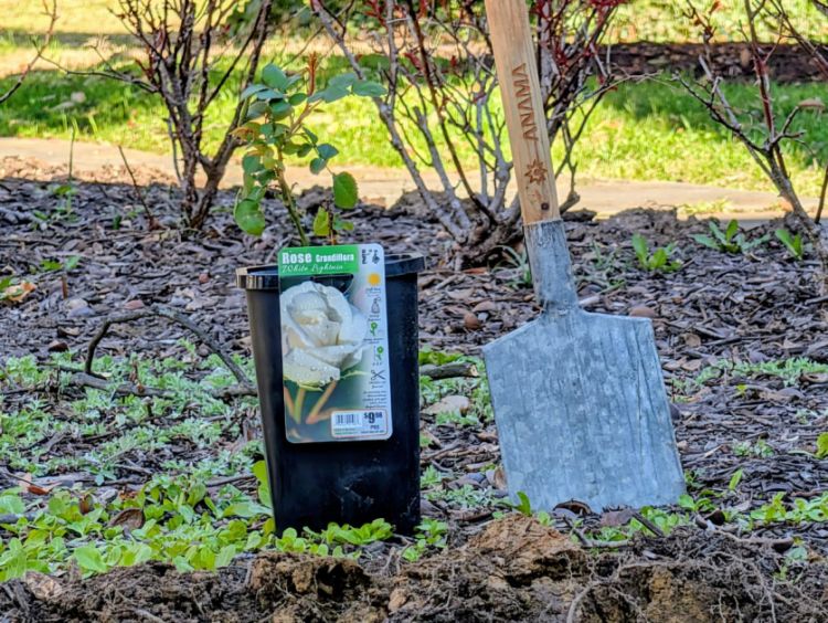 Azərbaycanın ABŞ-dəki Səfirliyində Novruz bayramı münasibətilə rəmzi ağ qızılgül əkilib<font color=red> - FOTOLAR</font>