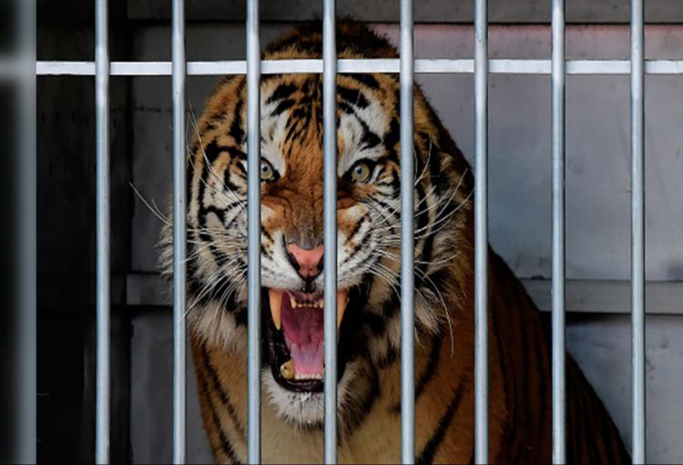 İraqda zooparkda pələng yeniyetməni ağır yaralayıb