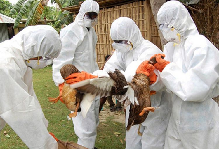 Çexiyanın şərqində quş qripi səbəbindən iri quşçuluq təsərrüfatı ləğv edilir