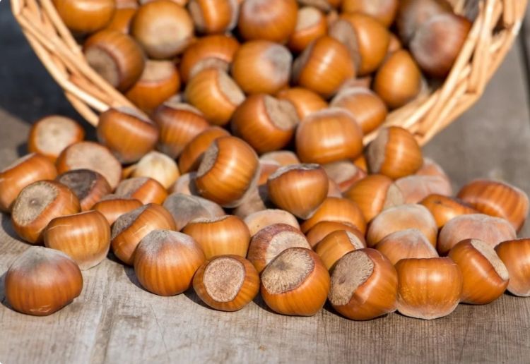 Azərbaycan meşə fındığı ixracından gəlirini 2 dəfə artırıb