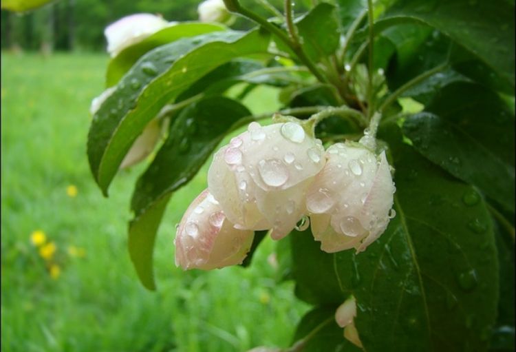 Sabahın hava proqnozu açıqlanıb