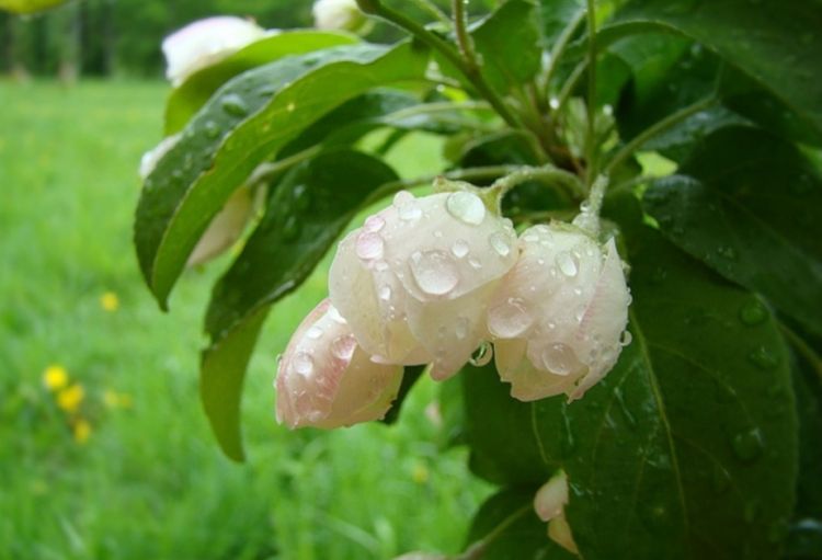 Ölkə ərazisində yağıntılı hava hökm sürür