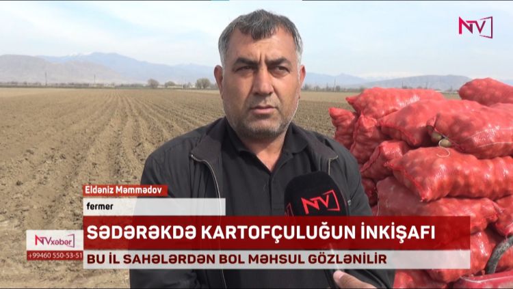 Sədərək rayonunda bu il kartof sahələrində bol məhsul gözlənilir.<font color=red> - VİDEO</font>