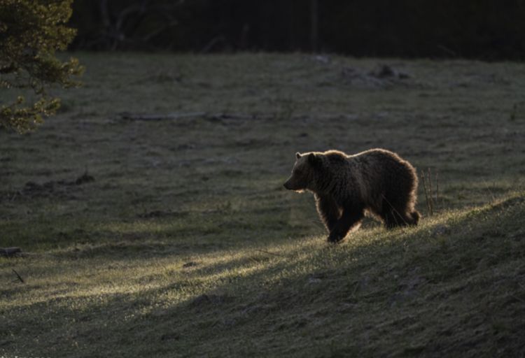 Macarıstanda “M49” adlı ayının xilas edilməsi uğurla başa çatıb