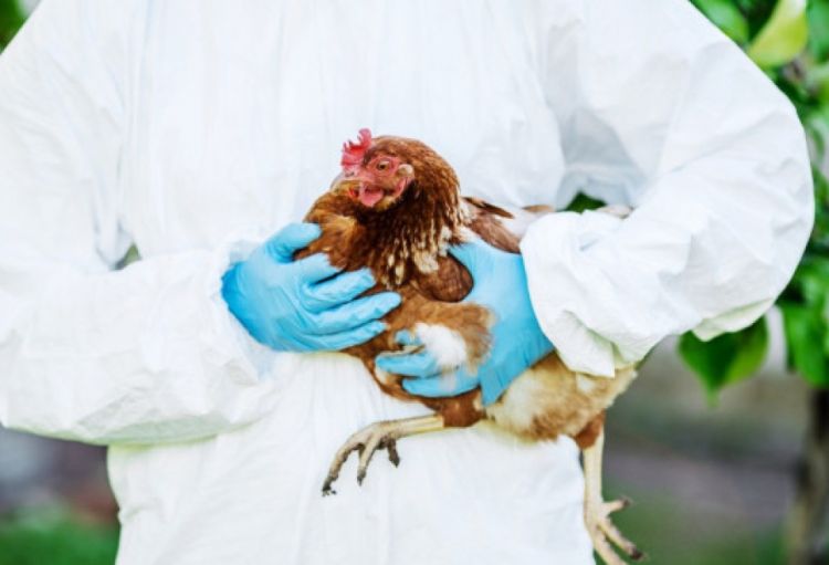 Quş qripi xəstəliyinə qarşı epizootoloji monitorinqin nəticələri açıqlanıb