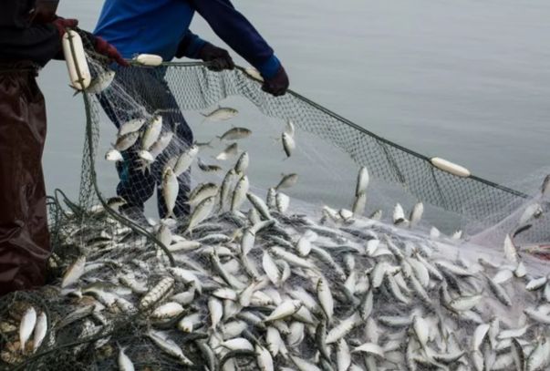 Sabahdan Azərbaycanın daxili su hövzələrində balıq ovu qadağan edilir