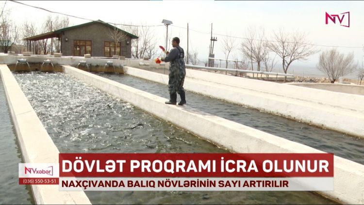 NAXÇIVANDA BALIQ NÖVLƏRİNİN SAYI ARTIRILIR<font color=red> - VİDEO</font>