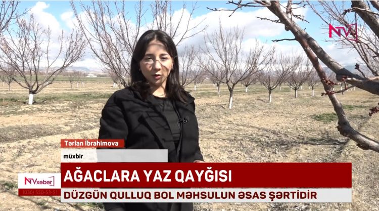 Yaz aylarında ağaclara necə qulluq göstərilməlidir?<font color=red> - VİDEO</font>