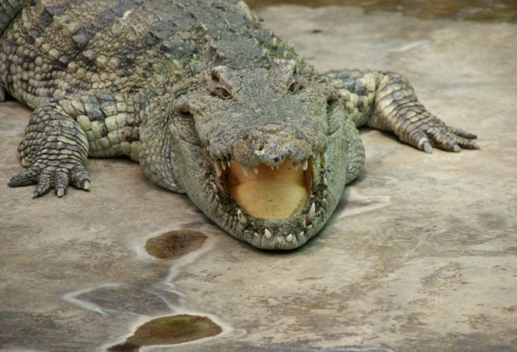 Media: Hindistan sərhədlərini ilan və timsahlarla qoruyacaq