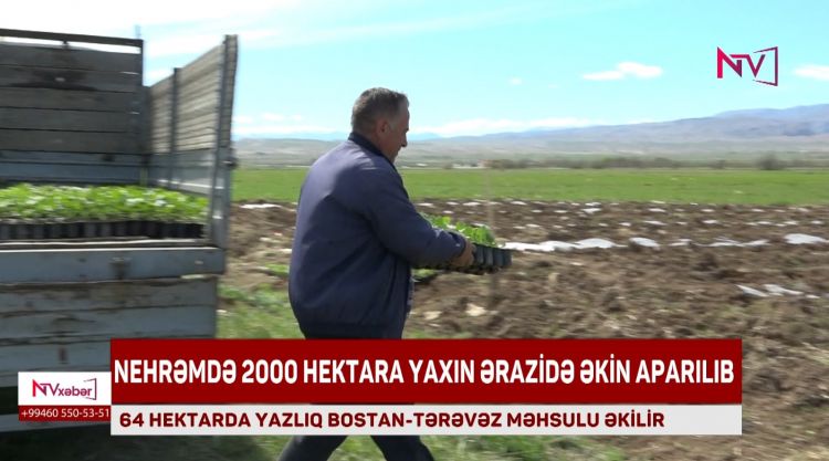 NEHRƏMDƏ 2000 HEKTARA YAXIN ƏRAZİDƏ ƏKİN APARILIB<font color=red> - VİDEO</font>