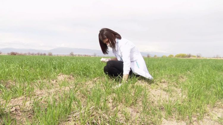 Naxçıvanda taxıl və yonca sahələrində gəmiricilərin yayılma sıxlığının monitorinqi aparılır<font color=red> - FOTOLAR</font>