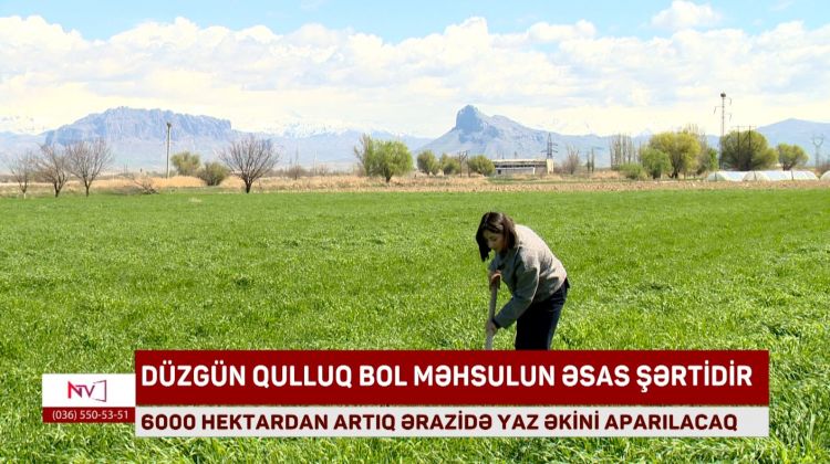 NAXÇIVANDA 6000 HEKTARDAN ARTIQ ƏRAZİDƏ YAZ ƏKİNİ APARILACAQ<font color=red> - VİDEO</font>