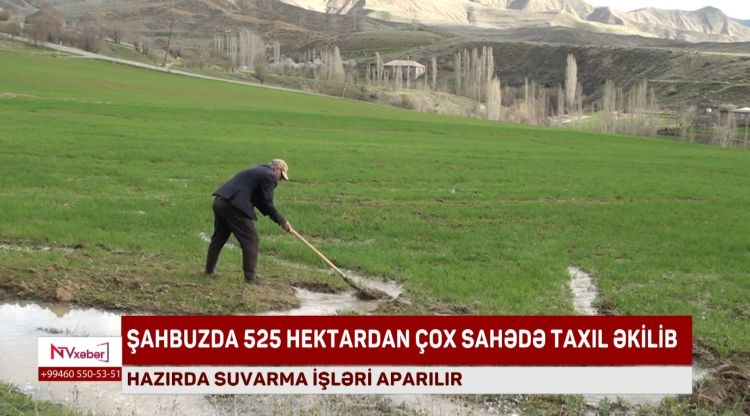 ŞAHBUZDA 525 HEKTARDAN ÇOX SAHƏDƏ TAXIL ƏKİLİB<font color=red> - VİDEO</font>