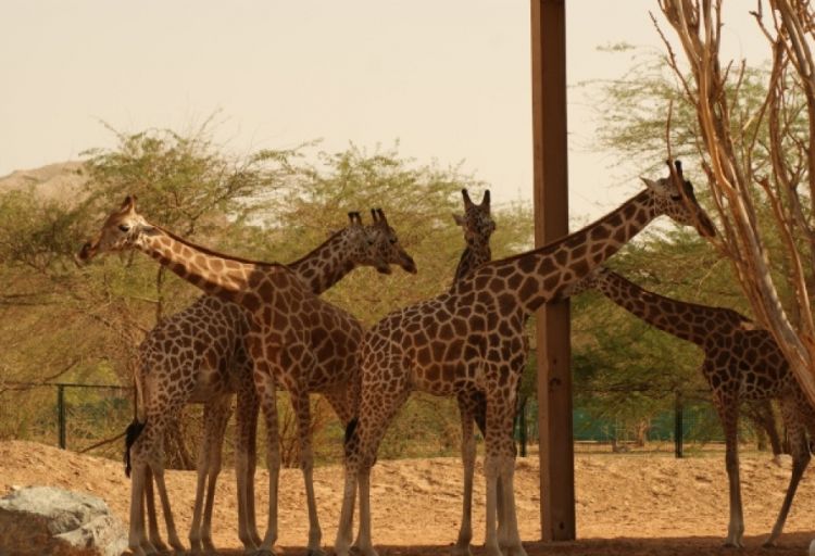 Praqa Zooparkında nadir nubiya zürafəsi nümayiş olunacaq