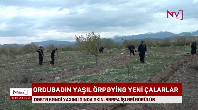 DƏSTƏ KƏNDİ YAXINLIĞINDA ƏKİN-BƏRPA İŞLƏRİ GÖRÜLÜB<font color=red> - VİDEO</font>