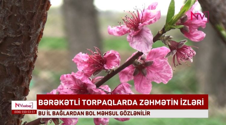 ŞƏRUR BAĞLARINDAN BU İL BOL MƏHSUL GÖZLƏNİLİR<font color=red> - VİDEO</font>