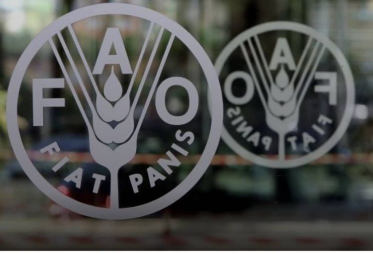 FAO: Hörmüz boğazından gübrə daşınmasının dayanması qlobal ərzaq təminatında problemlər yaradacaq