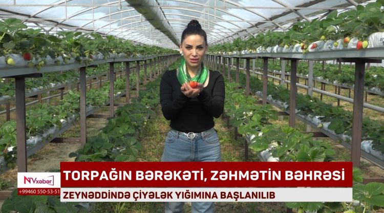 ZEYNƏDDİNDƏ ÇİYƏLƏK YIĞIMINA BAŞLANILIB<font color=red> - VİDEO</font>