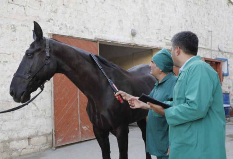 Ölkədə at xəstəlikləri üzrə epizootoloji monitorinqlər aparılacaq