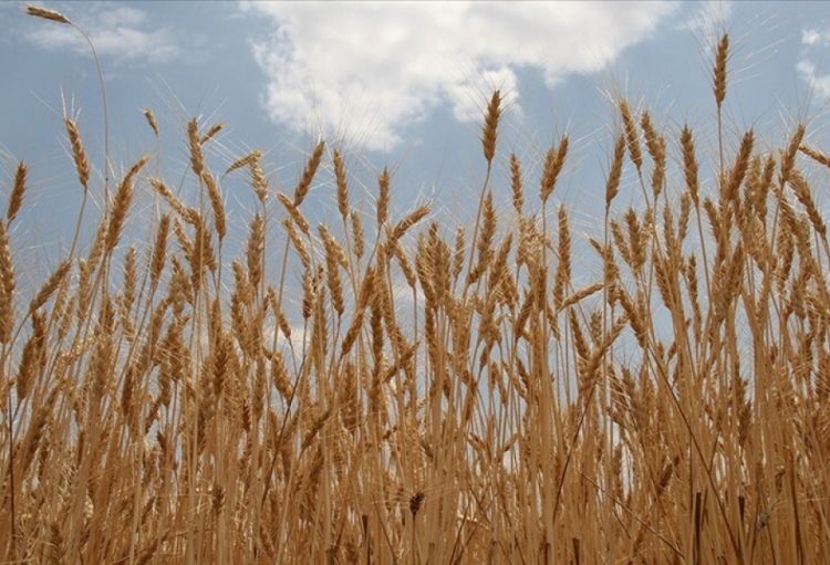 Buğda qiymətləri qlobal ərzaq təhlükəsizliyi ilə bağlı təhdidlər fonunda artır