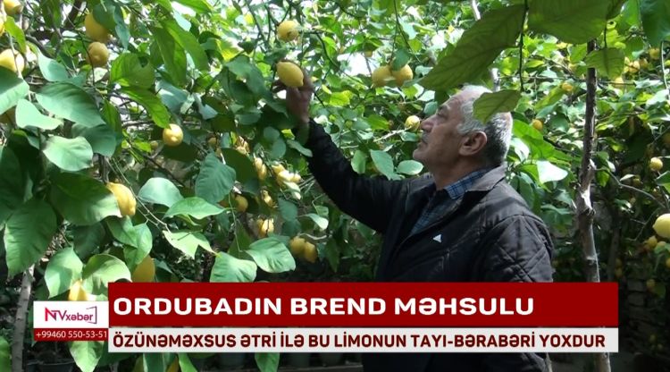 ORDUBADIN BREND MƏHSULU<font color=red> - VİDEO</font>