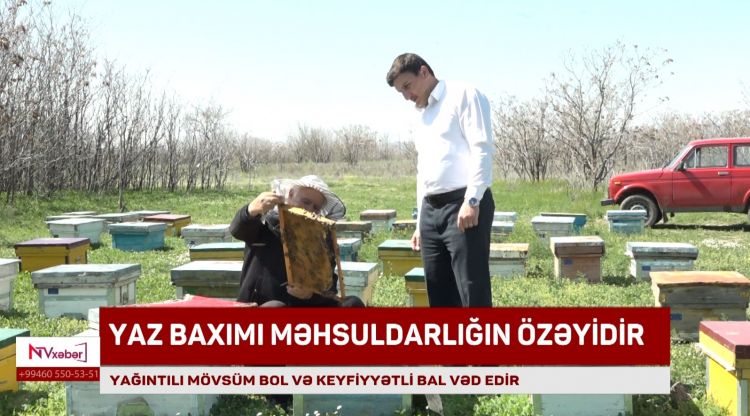 Yaz mövsümündə arılara qulluq – mütəxəssis məsləhəti<font color=red> - VİDEO</font>