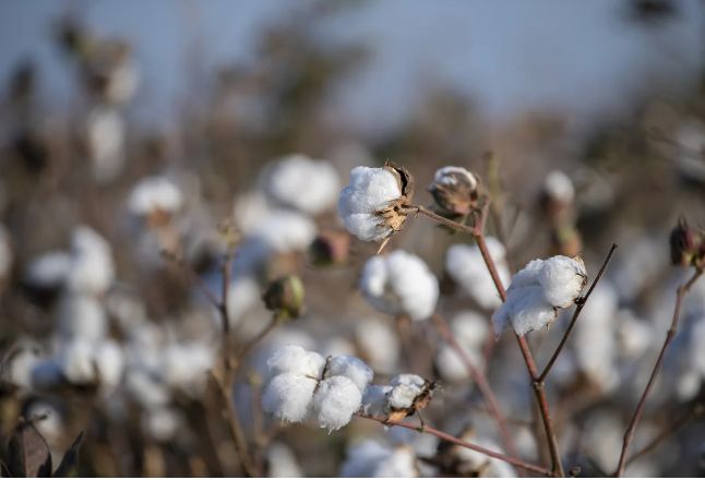 Azərbaycanda ötən il pambıqçılara 1 milyon manat sığorta ödənişi verilib