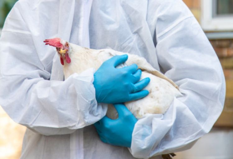 Quş qripi xəstəliyinə qarşı növbəti epizootoloji monitorinq aparılacaq