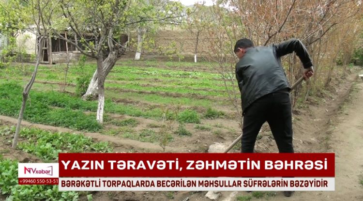 DƏSTƏ KƏNDİNİN BƏRƏKƏTLİ TORPAQLARINDA BECƏRİLƏN MƏHSULLAR SÜFRƏLƏRİN BƏZƏYİDİR<font color=red> - VİDEO</font>